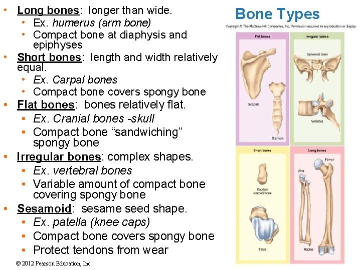  • Long bones: longer than wide. • Ex. humerus (arm bone) • Compact