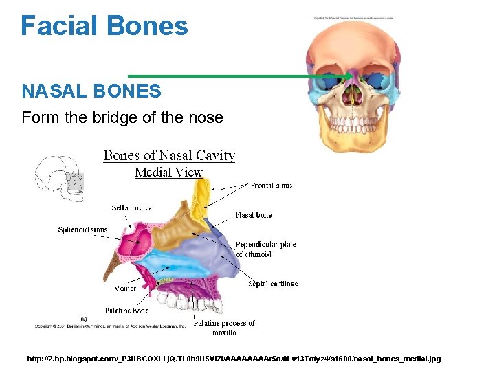 Facial Bones NASAL BONES Form the bridge of the nose ©http: //2. bp. blogspot.