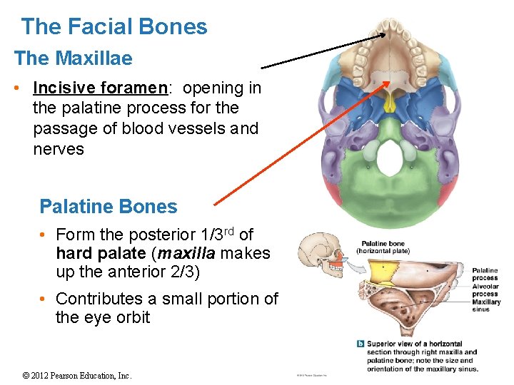 The Facial Bones The Maxillae • Incisive foramen: opening in the palatine process for
