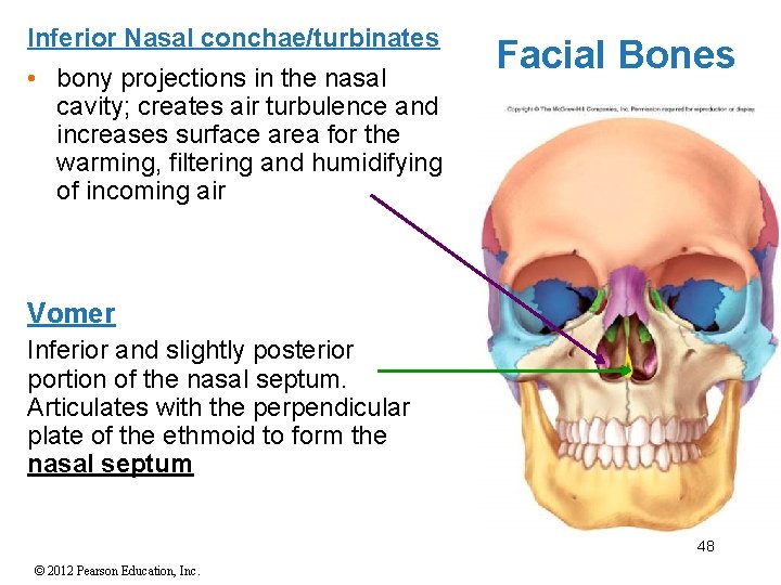 Inferior Nasal conchae/turbinates • bony projections in the nasal cavity; creates air turbulence and