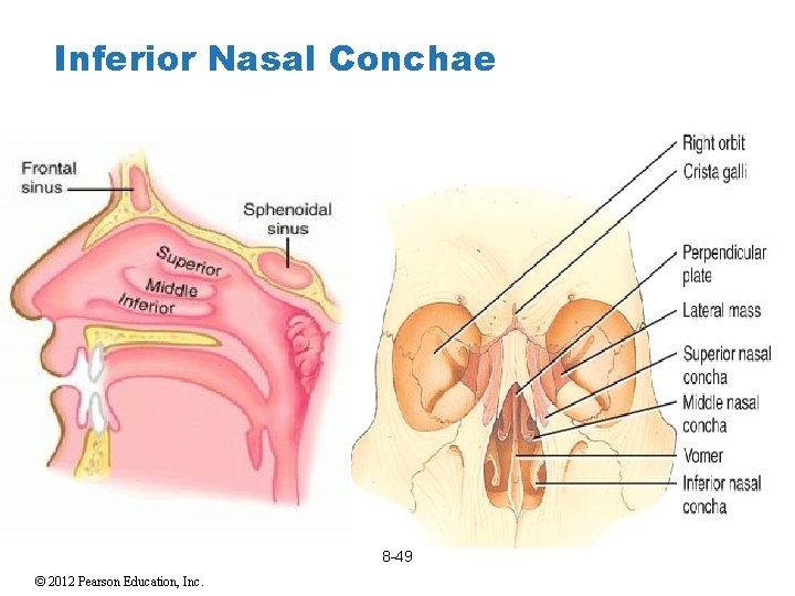 Inferior Nasal Conchae 8 -49 © 2012 Pearson Education, Inc. 