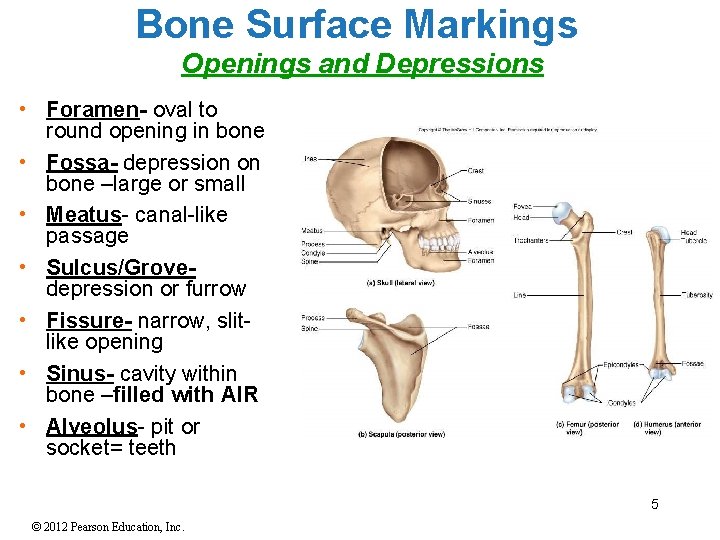 Bone Surface Markings Openings and Depressions • Foramen- oval to round opening in bone
