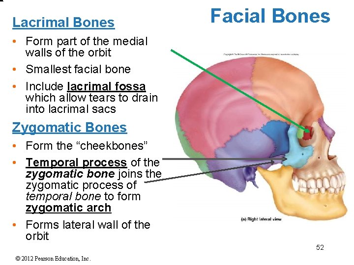 Lacrimal Bones Facial Bones • Form part of the medial walls of the orbit