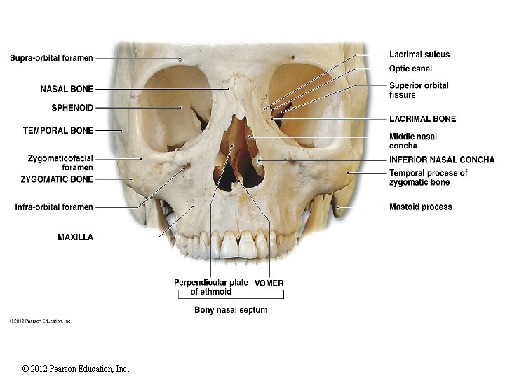 © 2012 Pearson Education, Inc. 