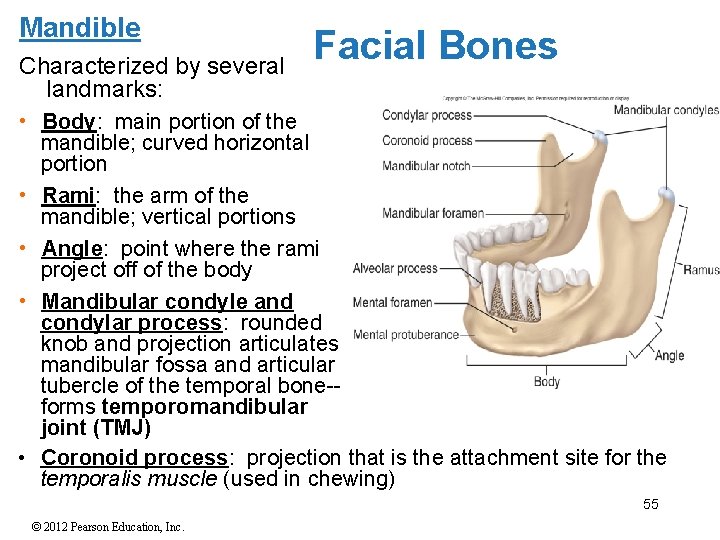 Mandible Characterized by several landmarks: Facial Bones • Body: main portion of the mandible;
