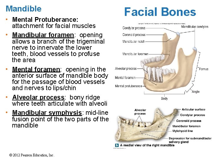 Mandible • Mental Protuberance: attachment for facial muscles • Mandibular foramen: opening allows a