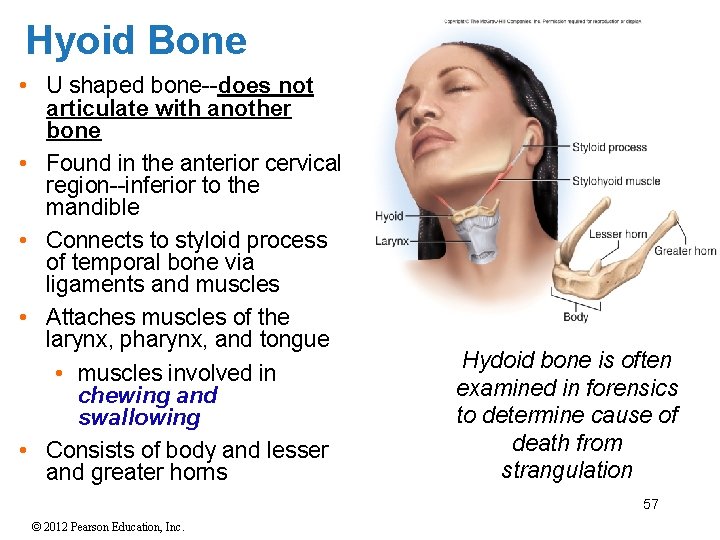 Hyoid Bone • U shaped bone--does not articulate with another bone • Found in