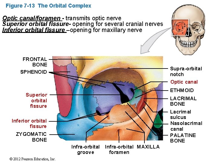 Figure 7 -13 The Orbital Complex Optic canal/foramen - transmits optic nerve Superior orbital