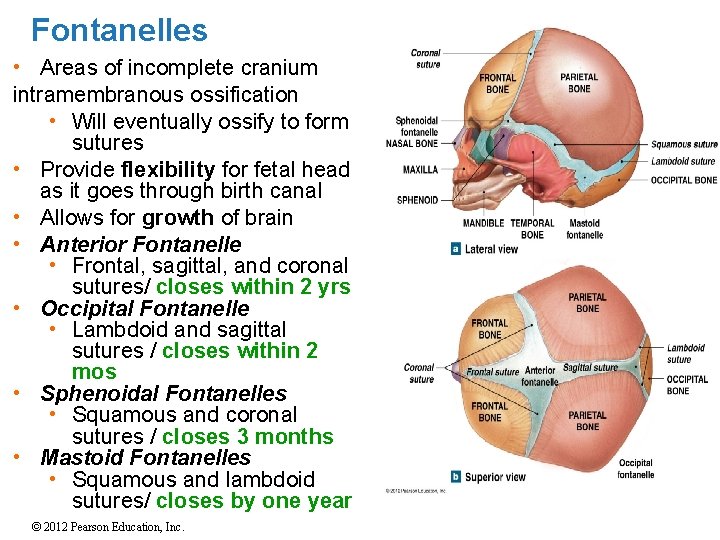 Fontanelles • Areas of incomplete cranium intramembranous ossification • Will eventually ossify to form