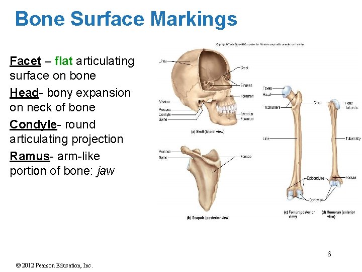 Bone Surface Markings Facet – flat articulating surface on bone Head- bony expansion on