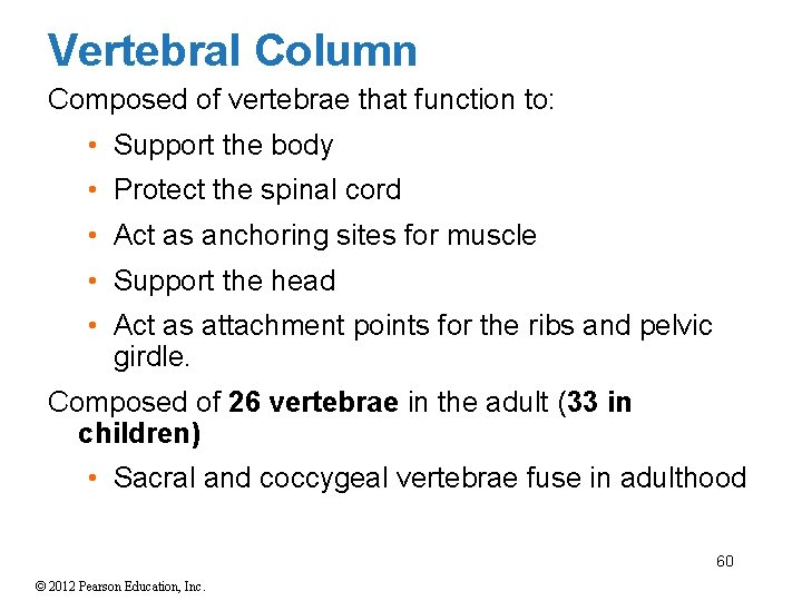 Vertebral Column Composed of vertebrae that function to: • Support the body • Protect