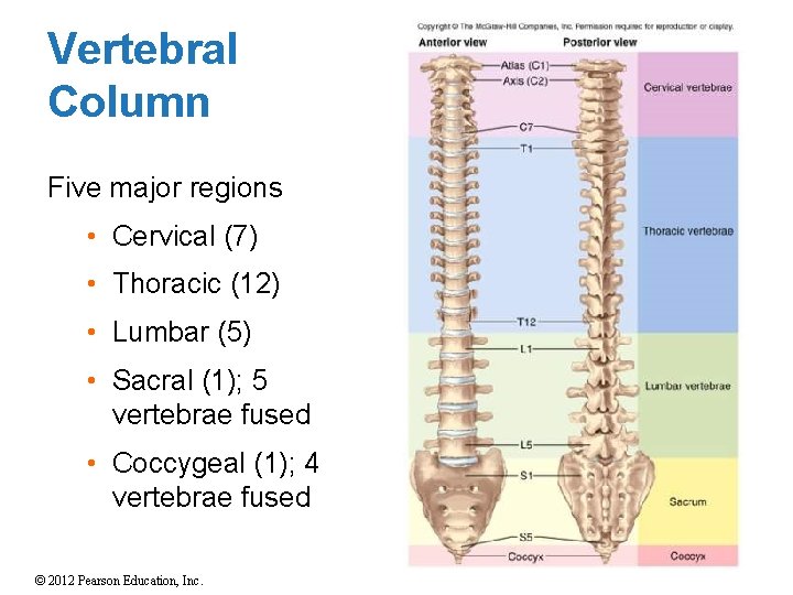 Vertebral Column Five major regions • Cervical (7) • Thoracic (12) • Lumbar (5)