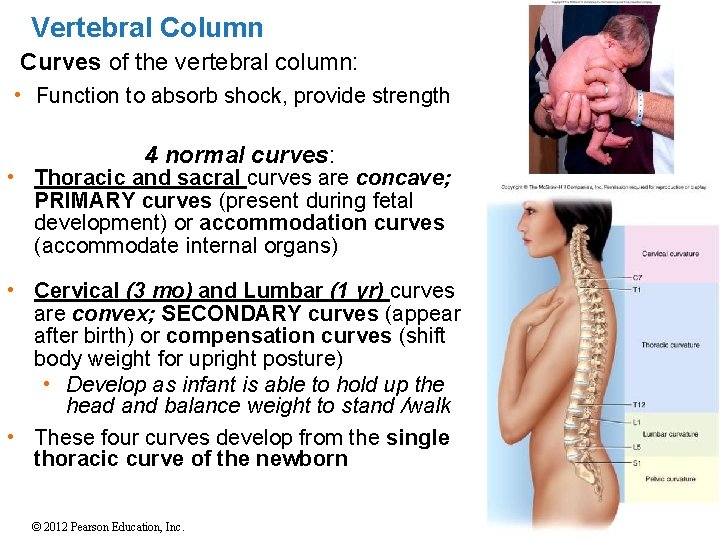 Vertebral Column Curves of the vertebral column: • Function to absorb shock, provide strength