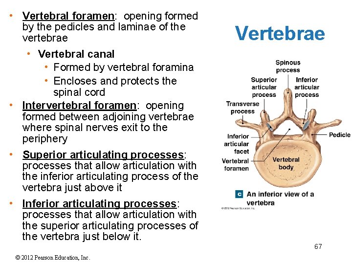  • Vertebral foramen: opening formed by the pedicles and laminae of the vertebrae