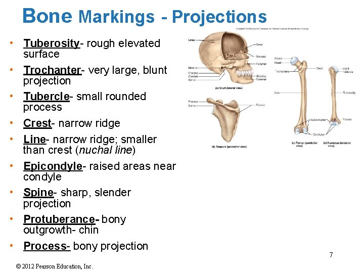 Bone Markings - Projections • Tuberosity- rough elevated surface • Trochanter- very large, blunt