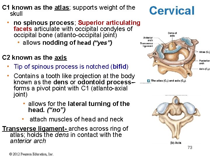 C 1 known as the atlas; supports weight of the skull • no spinous