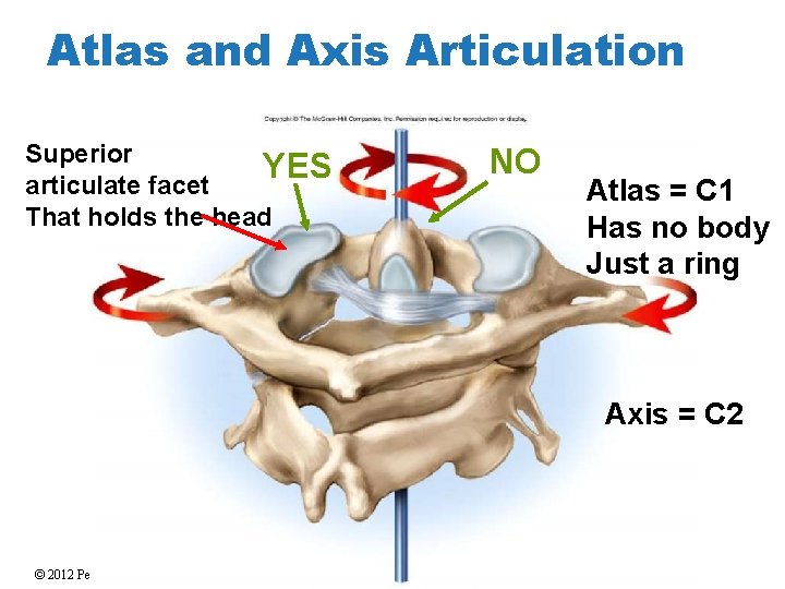 Atlas and Axis Articulation Superior YES articulate facet That holds the head NO Atlas