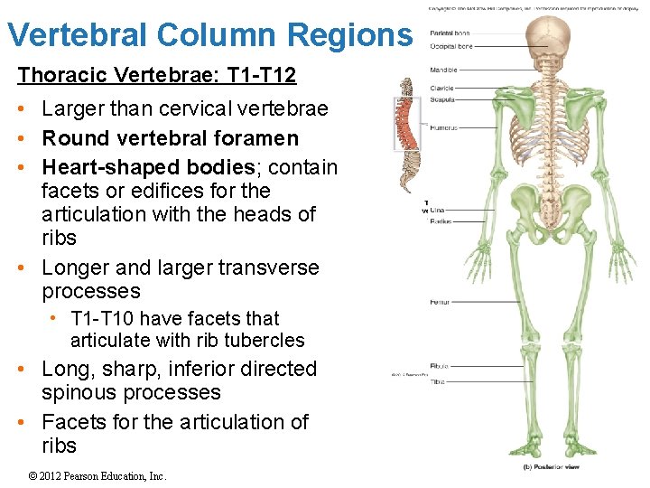 Vertebral Column Regions Thoracic Vertebrae: T 1 -T 12 • Larger than cervical vertebrae