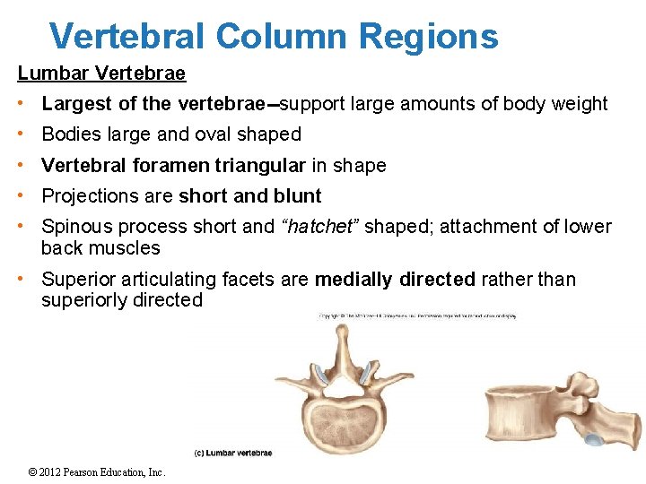 Vertebral Column Regions Lumbar Vertebrae • Largest of the vertebrae--support large amounts of body