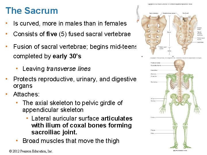 The Sacrum • Is curved, more in males than in females • Consists of