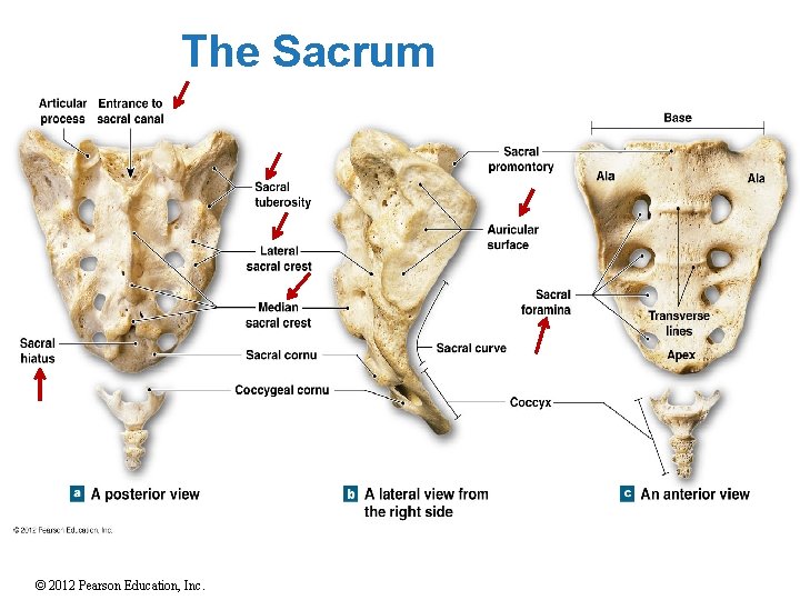 The Sacrum © 2012 Pearson Education, Inc. 