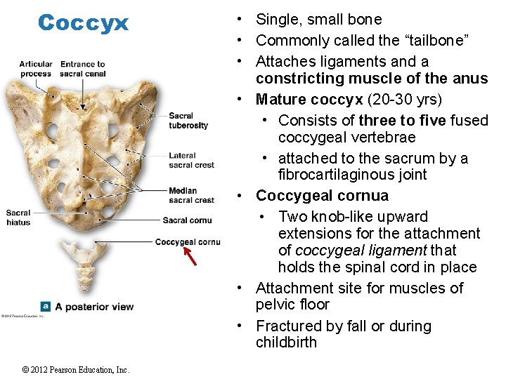 Coccyx © 2012 Pearson Education, Inc. • Single, small bone • Commonly called the