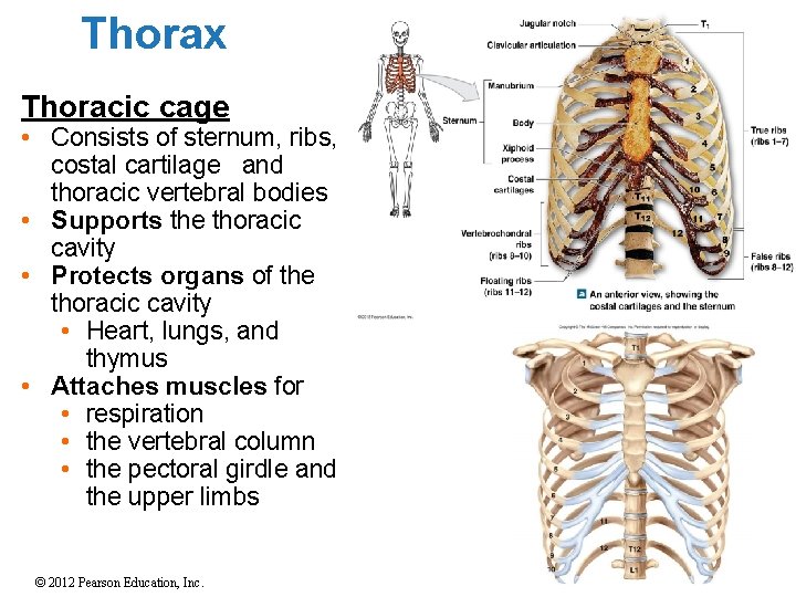 Thorax Thoracic cage • Consists of sternum, ribs, costal cartilage and thoracic vertebral bodies