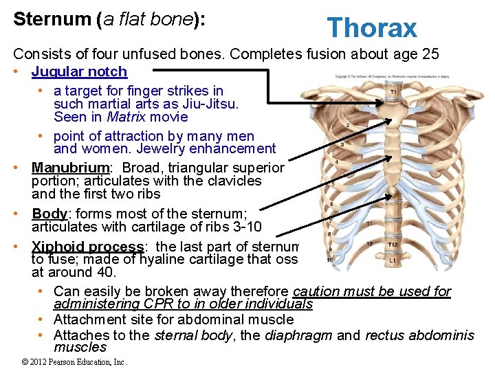 Sternum (a flat bone): Thorax Consists of four unfused bones. Completes fusion about age