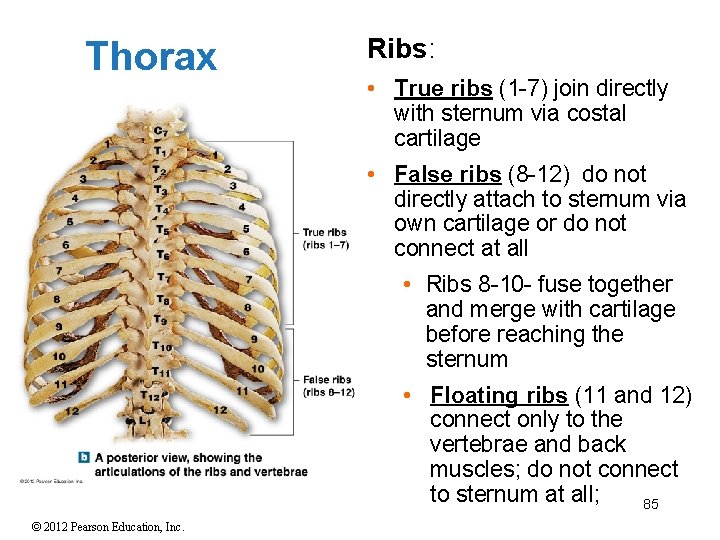 Thorax Ribs: • True ribs (1 -7) join directly with sternum via costal cartilage