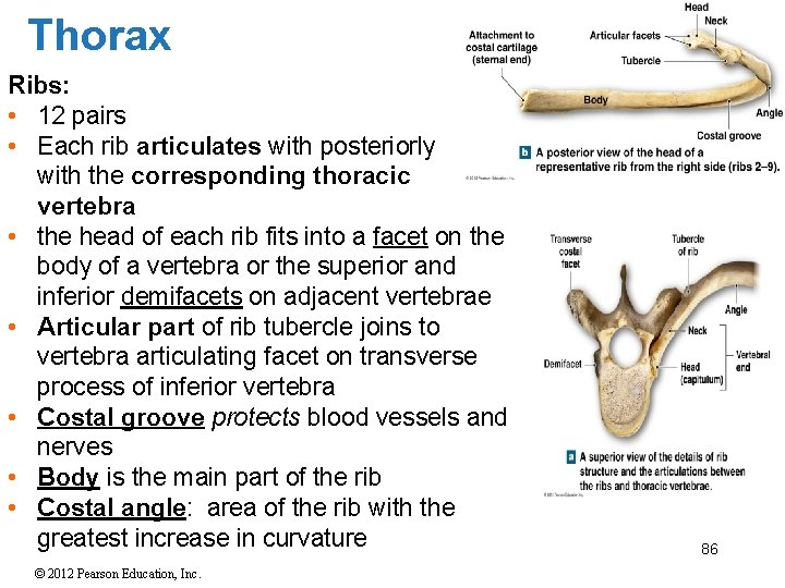 Thorax Ribs: • 12 pairs • Each rib articulates with posteriorly with the corresponding