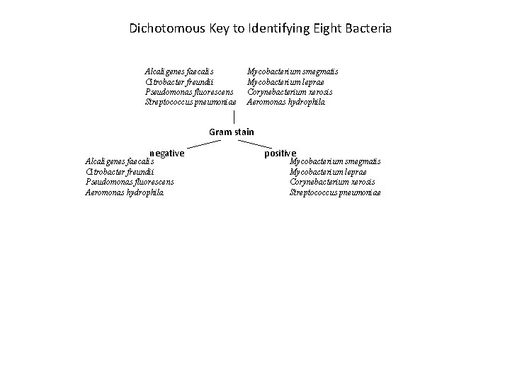 Dichotomous Key to Identifying Eight Bacteria Alcaligenes faecalis Citrobacter freundii Pseudomonas fluorescens Streptococcus pneumoniae