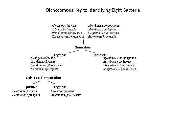 Dichotomous Key to Identifying Eight Bacteria Alcaligenes faecalis Citrobacter freundii Pseudomonas fluorescens Streptococcus pneumoniae