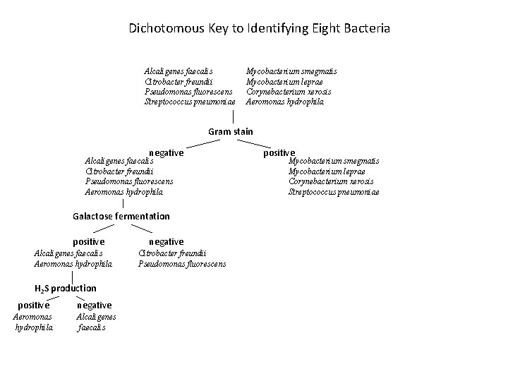 Dichotomous Key to Identifying Eight Bacteria Alcaligenes faecalis Citrobacter freundii Pseudomonas fluorescens Streptococcus pneumoniae