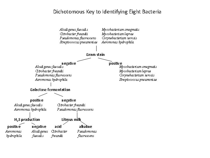 Dichotomous Key to Identifying Eight Bacteria Alcaligenes faecalis Citrobacter freundii Pseudomonas fluorescens Streptococcus pneumoniae