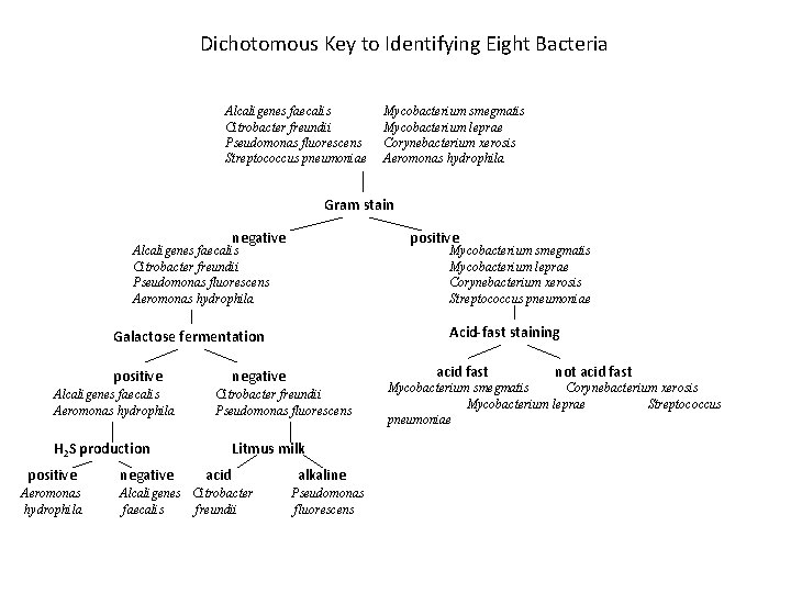 Dichotomous Key to Identifying Eight Bacteria Alcaligenes faecalis Citrobacter freundii Pseudomonas fluorescens Streptococcus pneumoniae