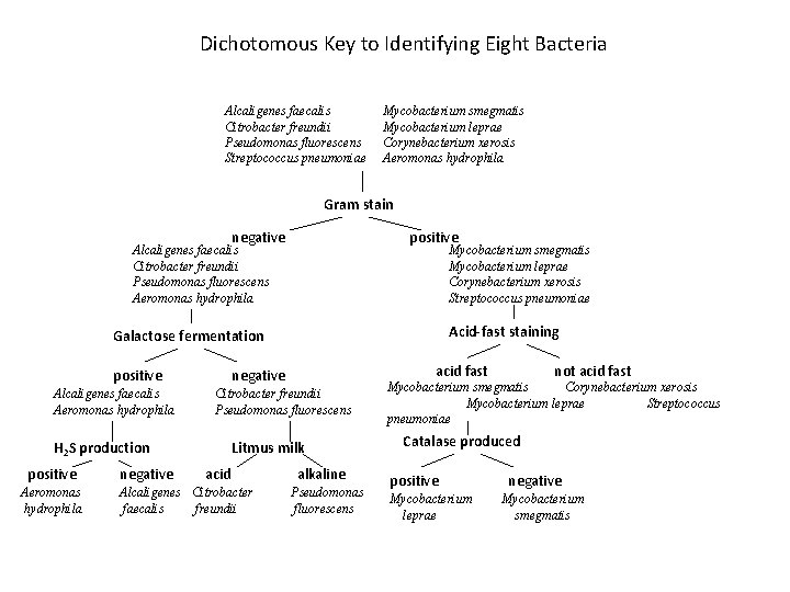 Dichotomous Key to Identifying Eight Bacteria Alcaligenes faecalis Citrobacter freundii Pseudomonas fluorescens Streptococcus pneumoniae