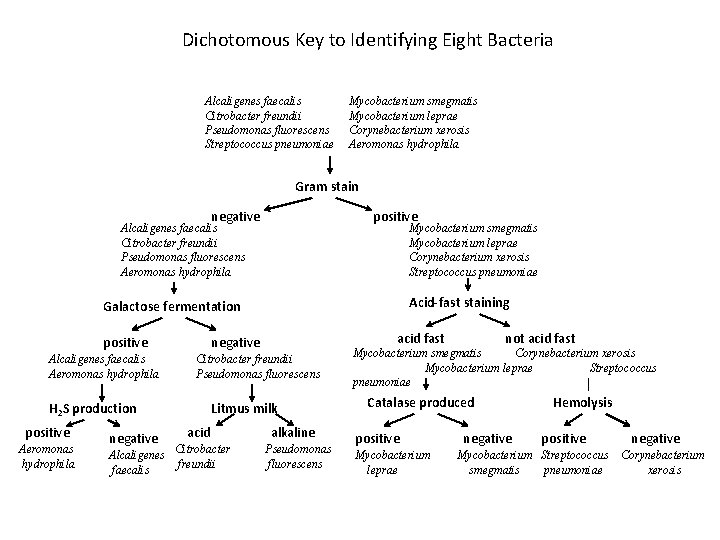 Dichotomous Key to Identifying Eight Bacteria Alcaligenes faecalis Citrobacter freundii Pseudomonas fluorescens Streptococcus pneumoniae