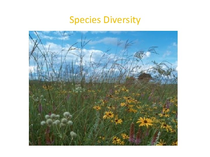 Species Diversity 