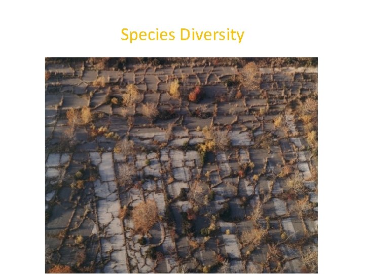 Species Diversity 