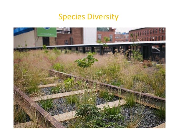 Species Diversity 