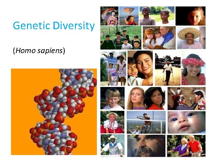 Genetic Diversity (Homo sapiens) 