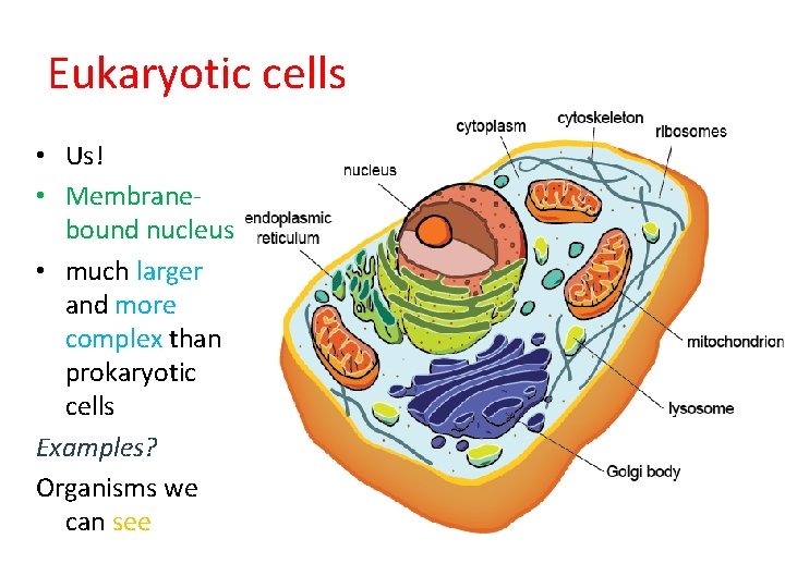 Eukaryotic cells • Us! • Membranebound nucleus • much larger and more complex than