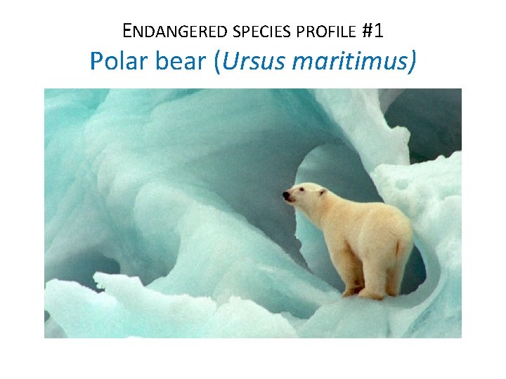 ENDANGERED SPECIES PROFILE #1 Polar bear (Ursus maritimus) 
