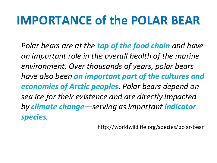 IMPORTANCE of the POLAR BEAR Polar bears are at the top of the food