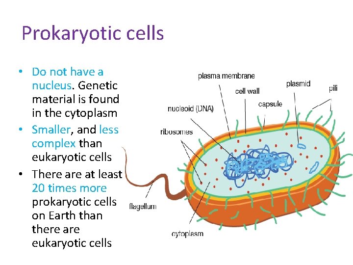 Prokaryotic cells • Do not have a nucleus. Genetic material is found in the