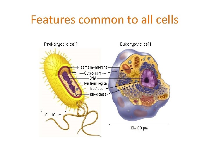 Features common to all cells 