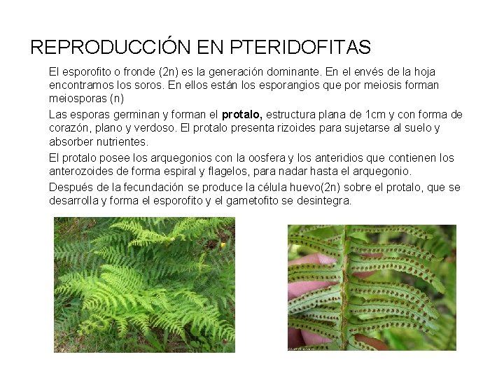 REPRODUCCIÓN EN PTERIDOFITAS El esporofito o fronde (2 n) es la generación dominante. En