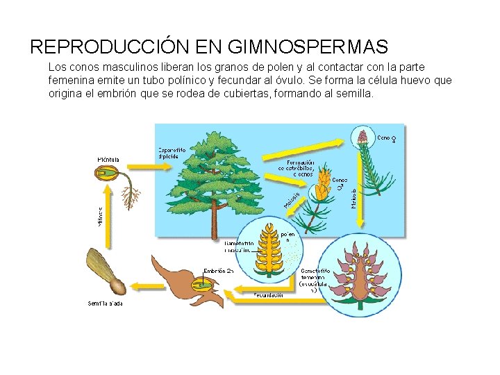 REPRODUCCIÓN EN GIMNOSPERMAS Los conos masculinos liberan los granos de polen y al contactar