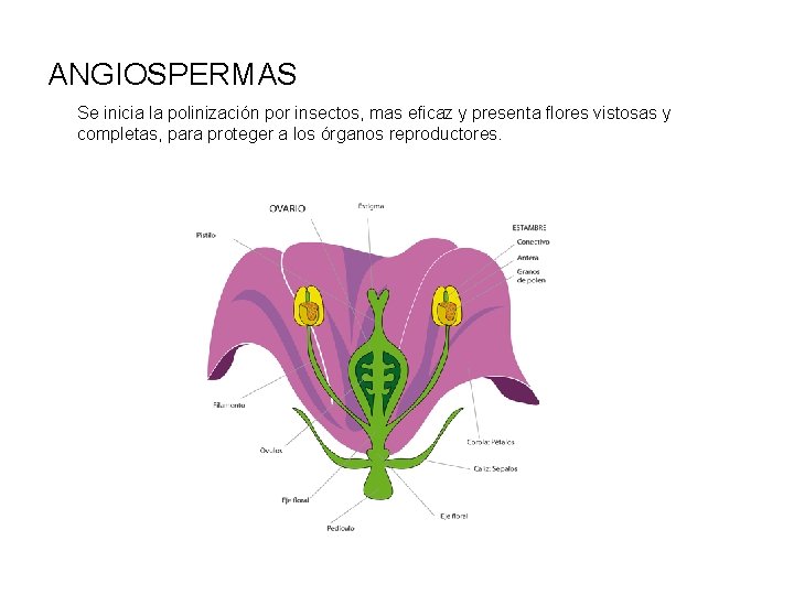 ANGIOSPERMAS Se inicia la polinización por insectos, mas eficaz y presenta flores vistosas y