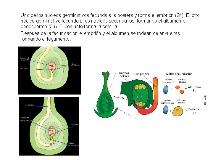 Uno de los núcleos germinativos fecunda a la oosfera y forma el embrión (2